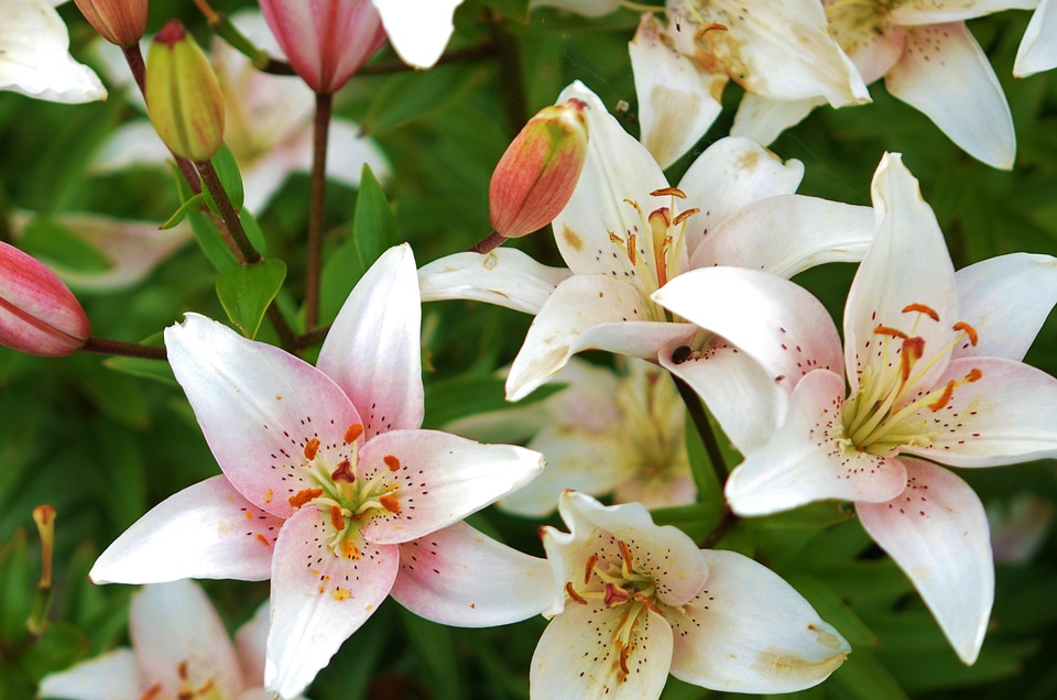 Spring blossom nature