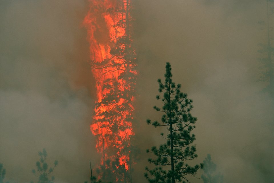 131Rogue River-Siskiyou National Forest Biscuit Fire