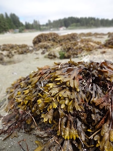 Beach bc canada photo