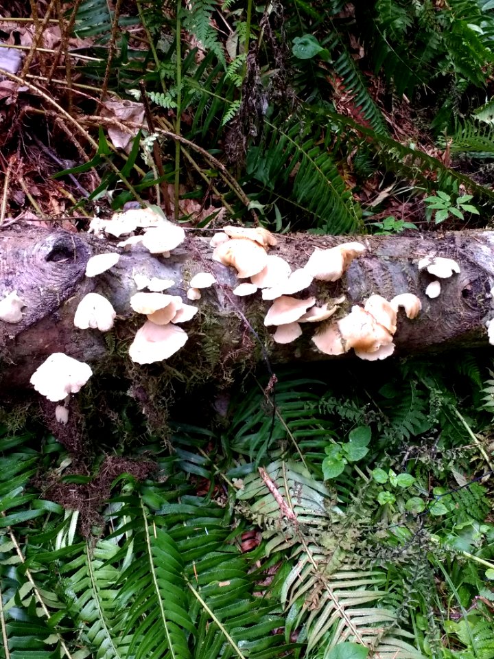 20190707   GPNF Woods Creek Watchable Wildlife Site Mushroom