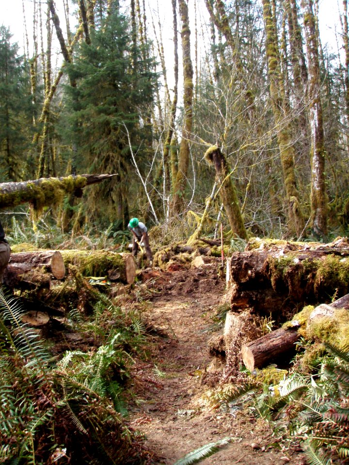 2020 February Olympic WTA and BCH volunteers work on Bogachiel Trail. Photos courtesy of Washington Trails Association. Washington Trails Association and Backcountry Horsemen volunteers provide critical mainenance to Olympic National Forest & Park trails.