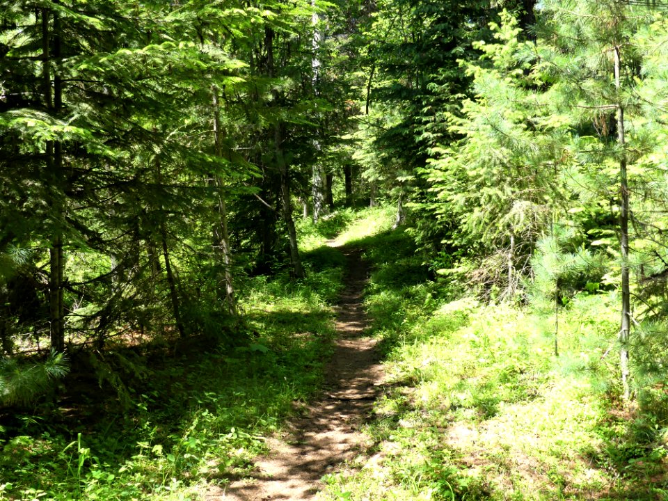 Colville NF Big Meadow Lake Trail brushy June 2020 by Sharleen Puckett