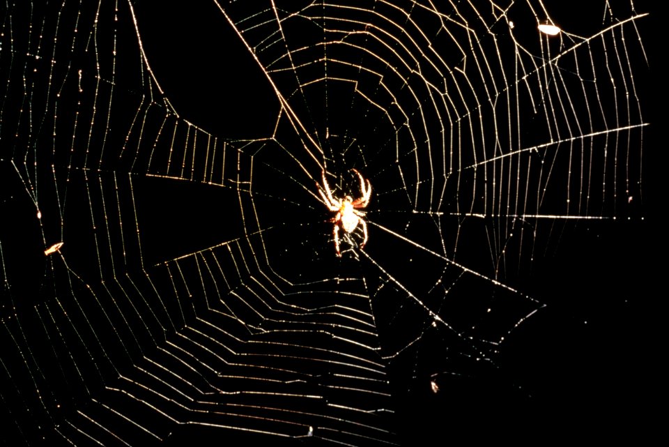 Spider and web.jpg