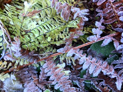 Getting a bit icy along Wahkeena Trail December 2018. Columbia River Gorge National Scenic Area photo