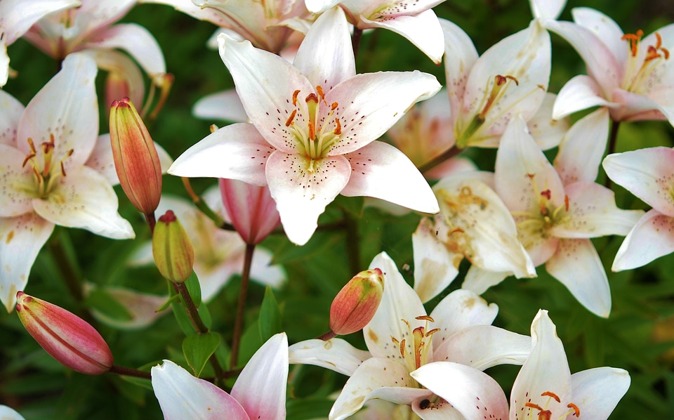 Spring blossom nature