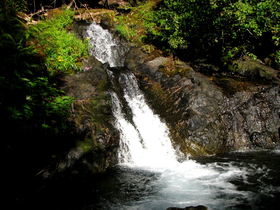 Tributary to Jefferson Creek, Olympic National Forest. Photo by Betsy Howell.