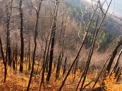 New growth is colorful among blackened trees in the Columbia River Gorge National Scenic Area in November.