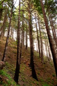 Hillside along Pacific Crest Trail in July 2018 in the Columbia River Gorge, photo courtesy of through-hiker Eva-Maria Mauz.