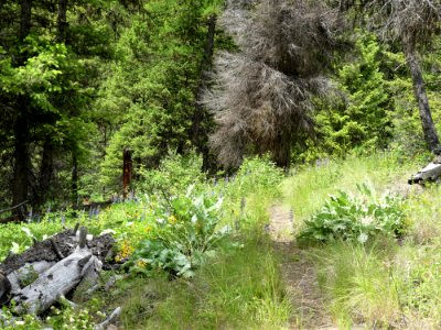 Colville NF - 10-mile trail - June 2020 - Sharleen Puckett