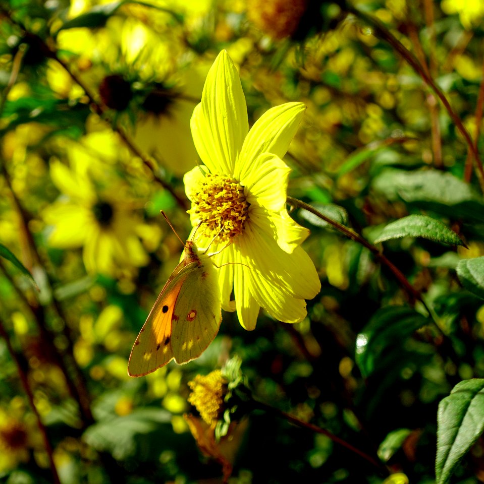 Le jardin extraordinaire de Nantes