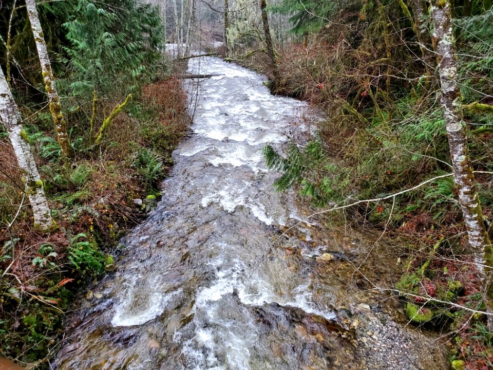 Sights along the Suiattle River Road, Mt. Baker-Snoqualmie National Forest. Photo by Anne Vassar December 9, 2020.