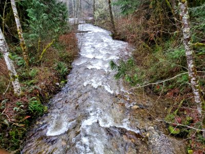 Sights along the Suiattle River Road, Mt. Baker-Snoqualmie National Forest. Photo by Anne Vassar December 9, 2020.