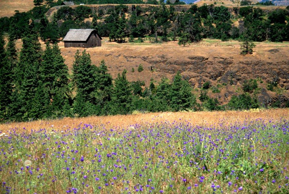 Field of Wildflowers, Columbia River Gorge National Scenic Area.jpg
