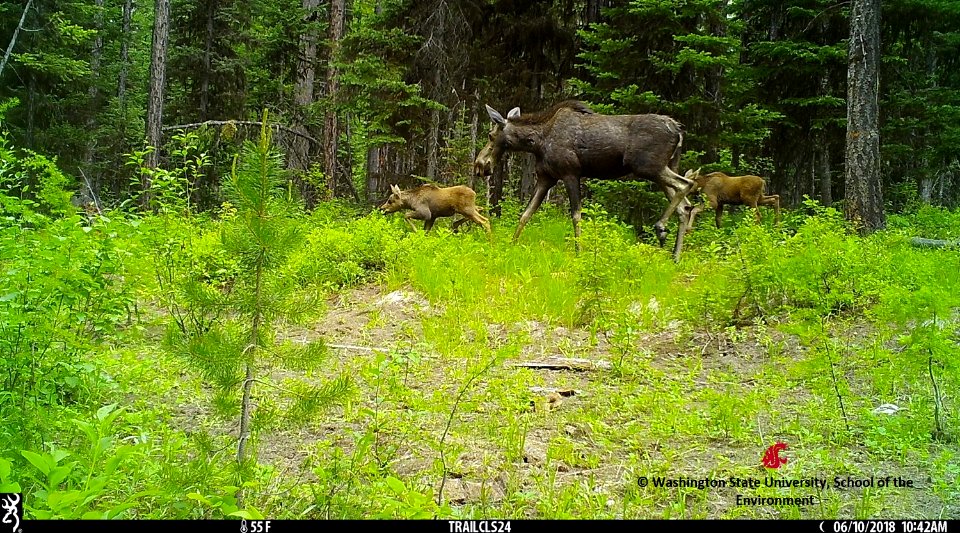 Moose captured during Forest Service-Washington State University Joint Project