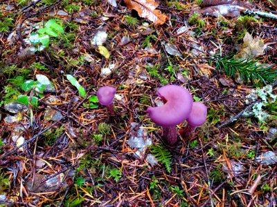Western Amethyst Laccaria, Mt. Baker-Snoqualmie National Forest. Photo by Anne Vassar November 23, 2020.