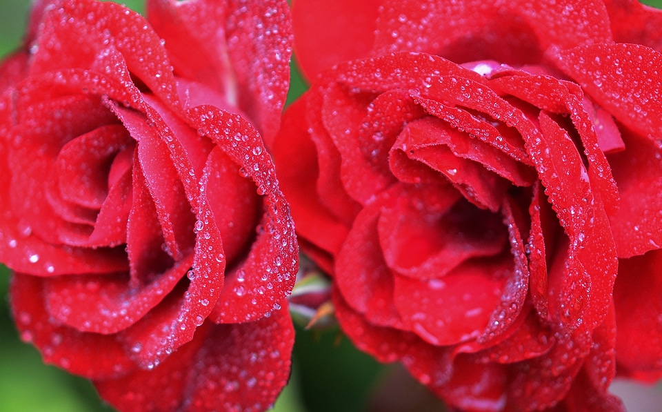 Nature blossom floral photo