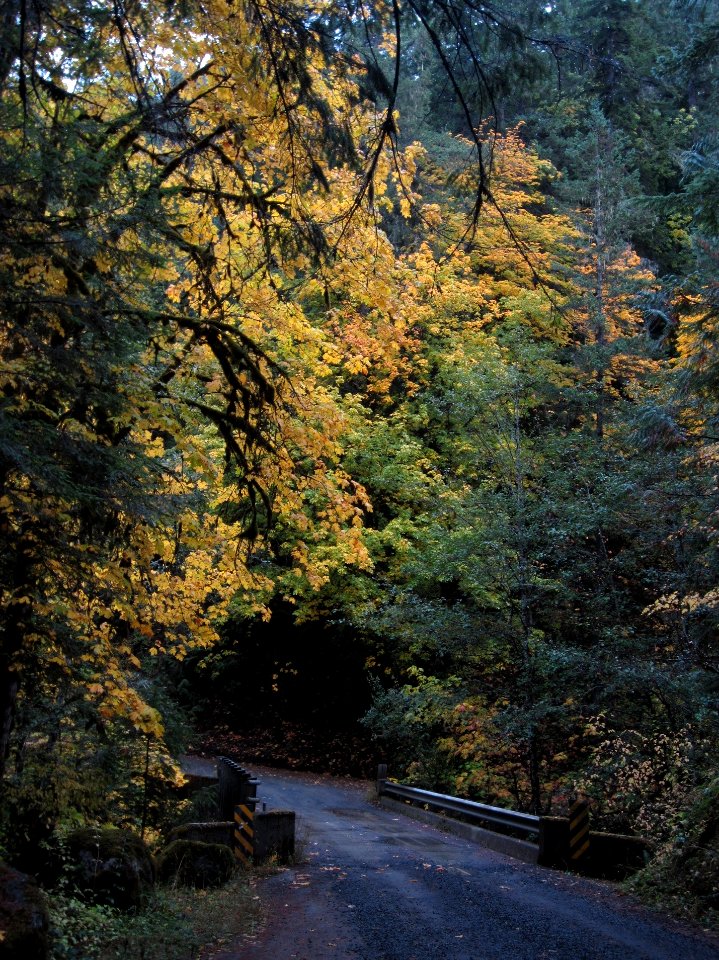 Big leaf maple near Dungeness Forks Campground October 19, 2017