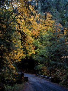 Big leaf maple near Dungeness Forks Campground October 19, 2017