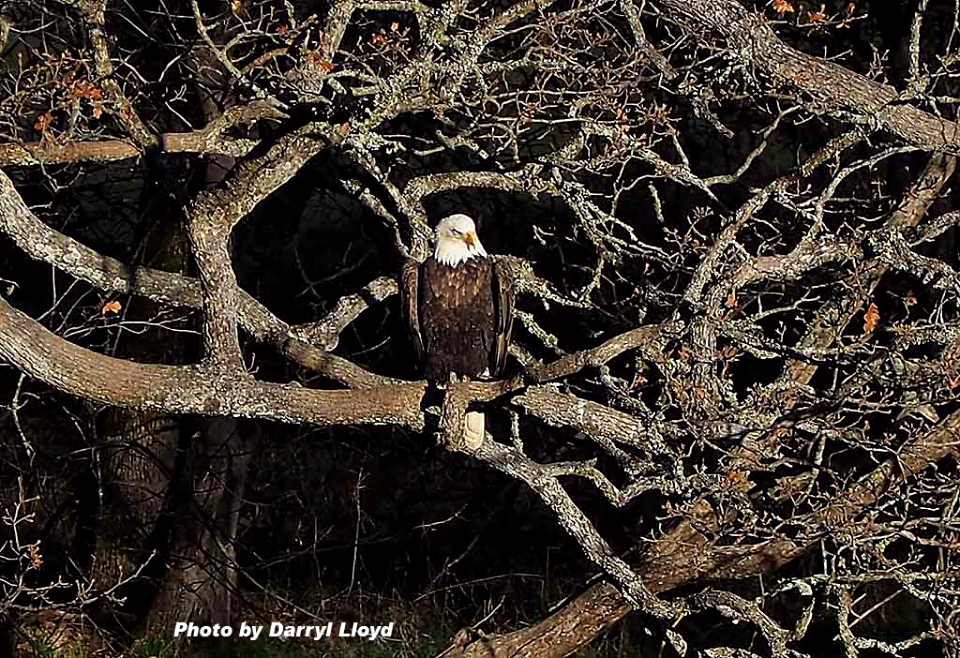 Bald eagle on an oak limb waits for a spawning salmon to come along. Photo by Darryl Lloyd.
