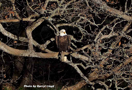 Bald eagle on an oak limb waits for a spawning salmon to come along. Photo by Darryl Lloyd.