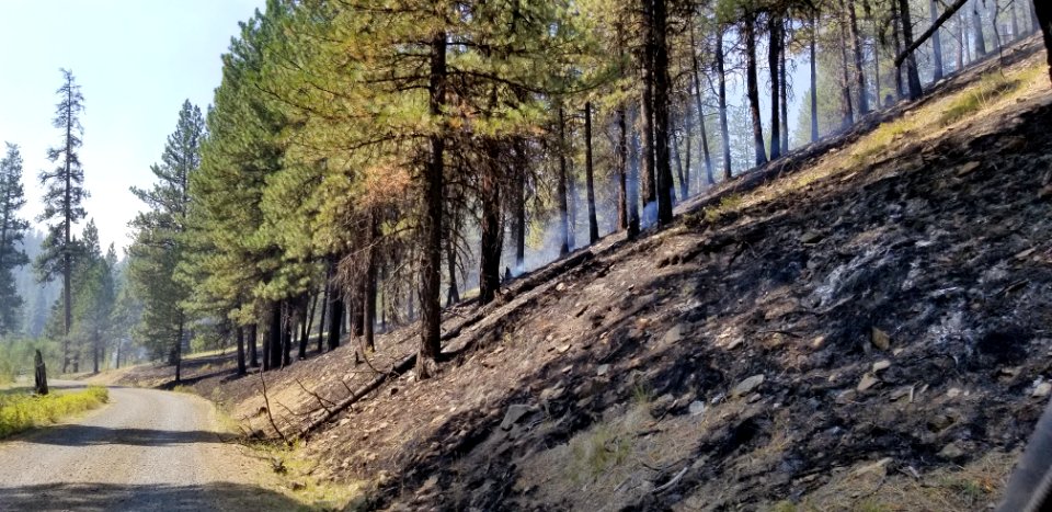 After the burning at the Canyon 66 Prescribed fire leaving the underbrush cleared and mature trees unharmed photo