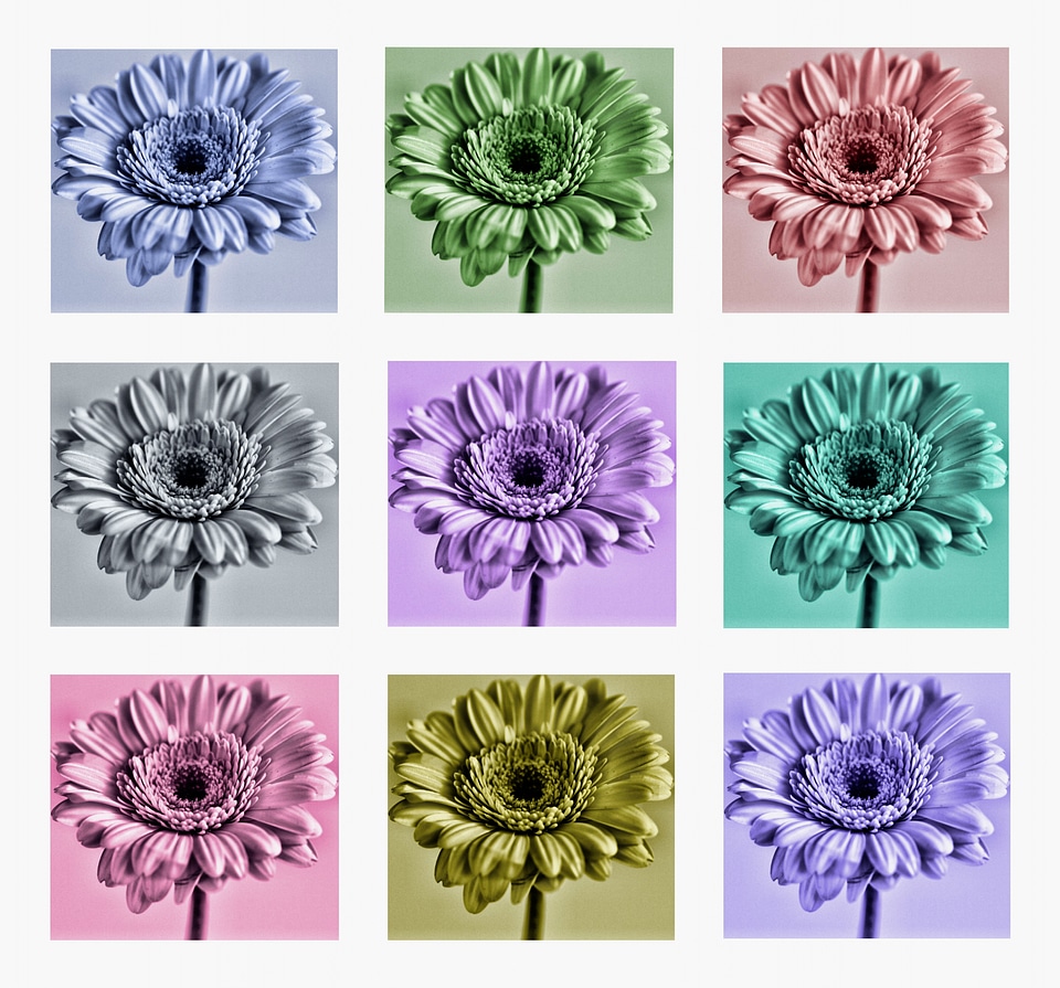 Floral blossom natural