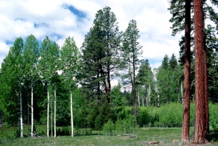Glaze Meadow Deschutes National Forest.jpg