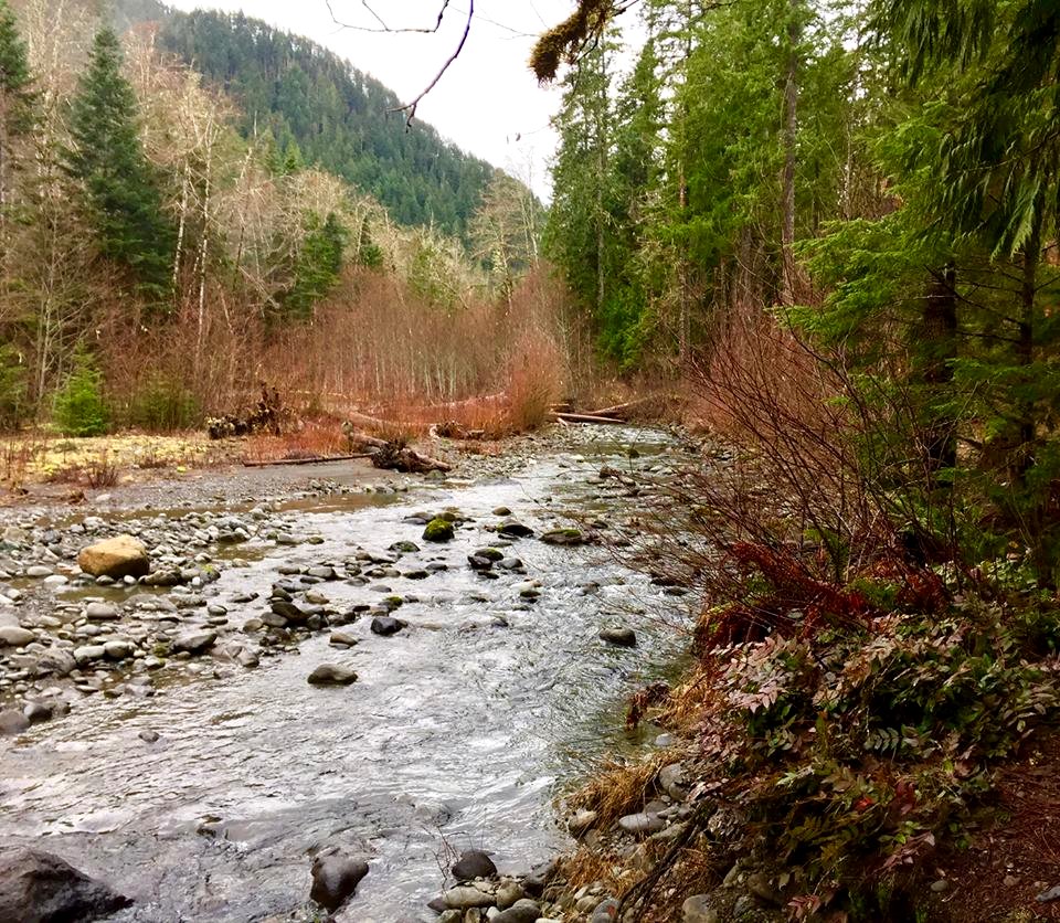Olympic National Forest