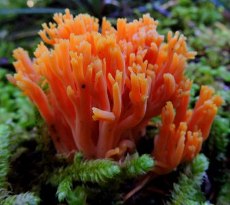 Orange coral fungus
