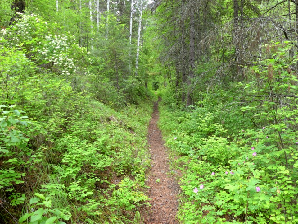 13 Mile Trail June 2020 trail by Sharleen Puckett