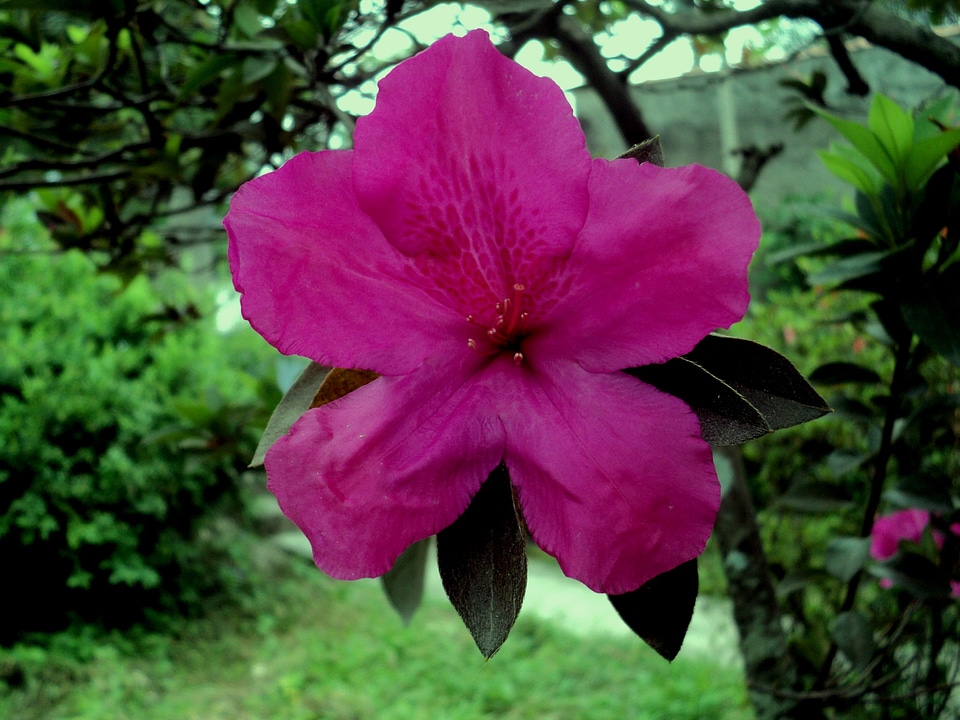 Life purple flower