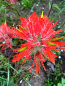 20190702 MtStHelens Paintbrush
