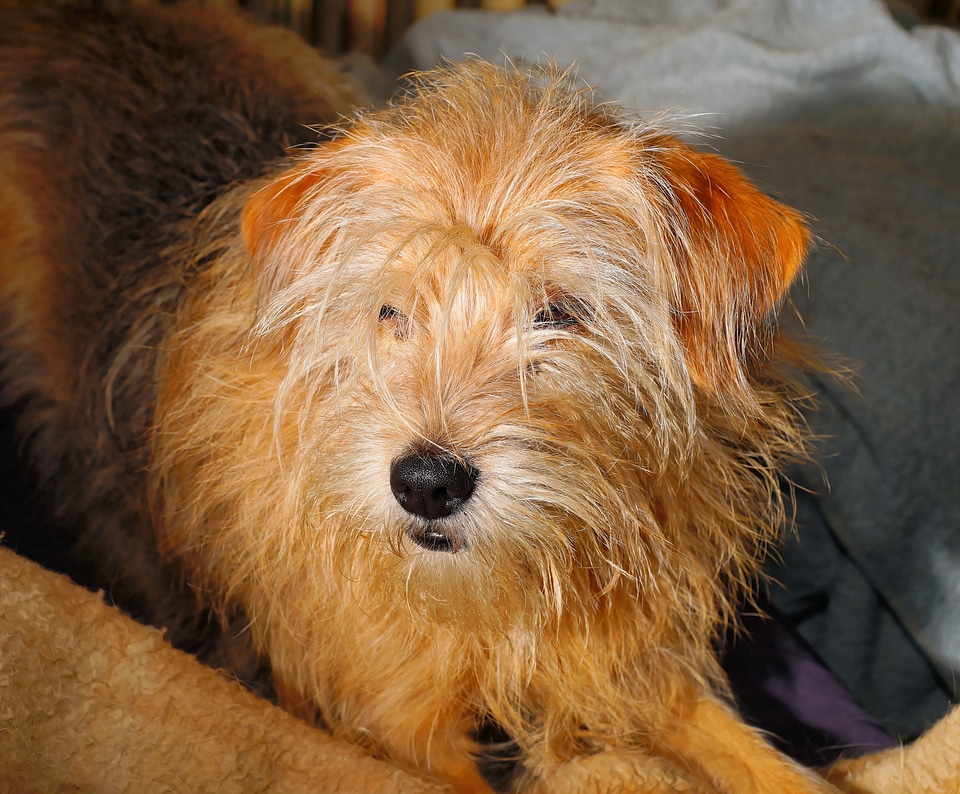 Small dog animal female