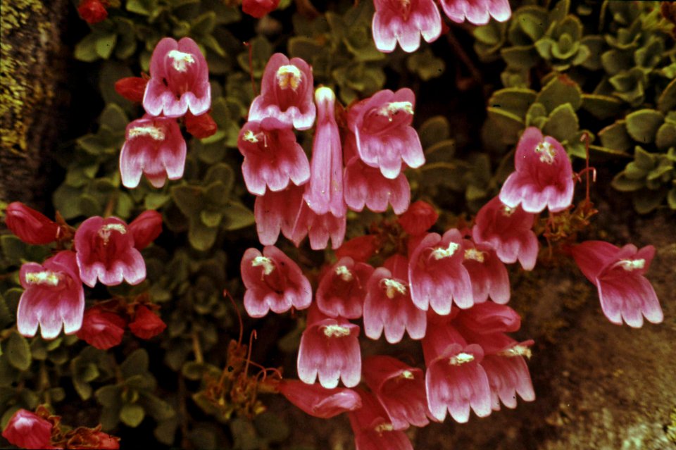 Umpqua NF - Penstemon at Fairview Mtn, OR 1979c