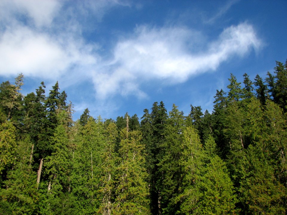 Treeline on south side of Jefferson Lake September 2018, Olympic National Forest. Photo by Betsy Howell.