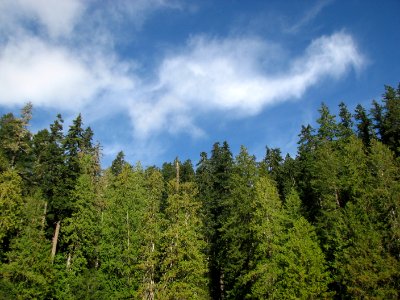 Treeline on south side of Jefferson Lake September 2018, Olympic National Forest. Photo by Betsy Howell.