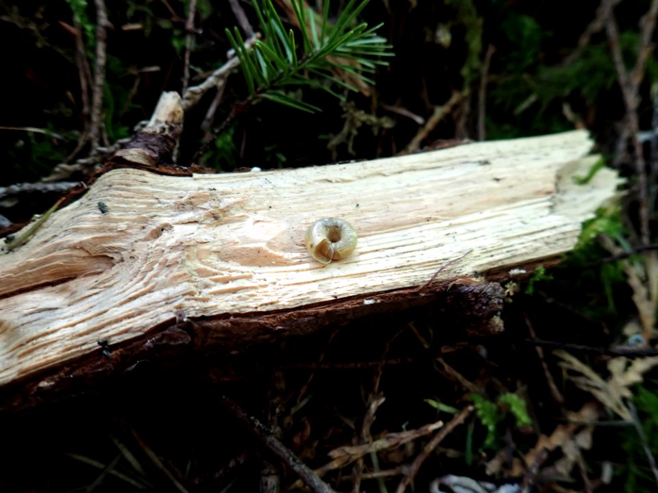 20190320 FS Olympic Ancotrema snail on wood.