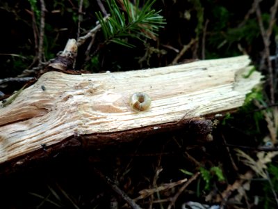 20190320 FS Olympic Ancotrema snail on wood.