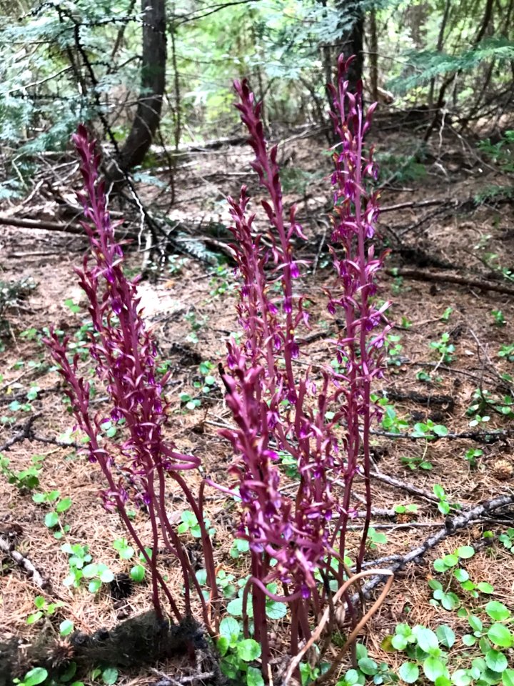 Corallorhiza mertensiana