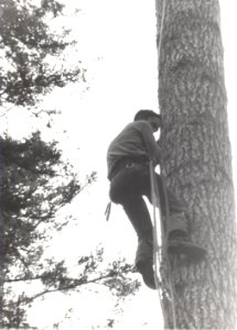 tree climber descent photo