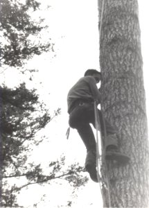 tree climber descent