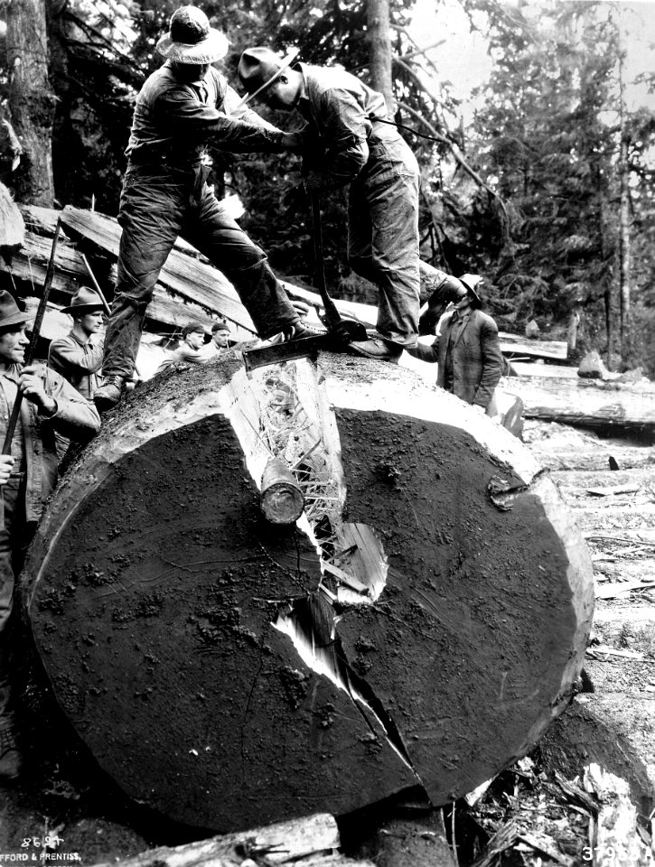37963A Spruce Production Division Splitting Tree WA, 1918