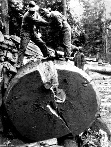 37963A Spruce Production Division Splitting Tree WA, 1918