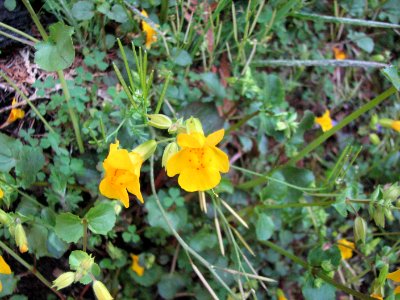 201905 FS Olympic Wildflowers are blooming in the burn area showing signs of life, by Betsy Howell