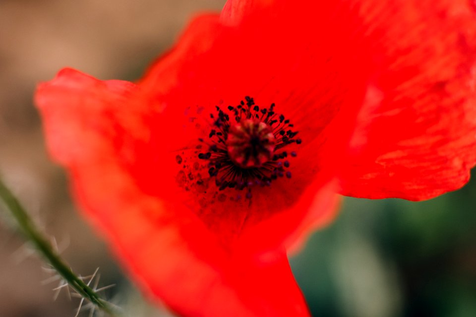 Poppy flower closeup