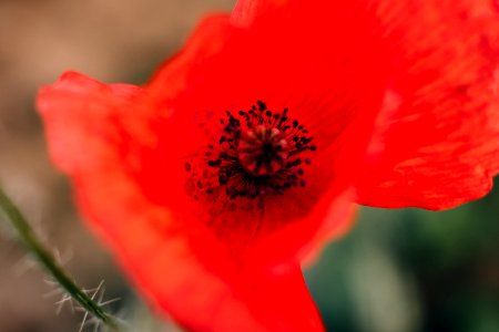 Poppy flower closeup photo