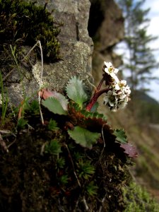 Early bloomer: Rusty Haired Saxifrage