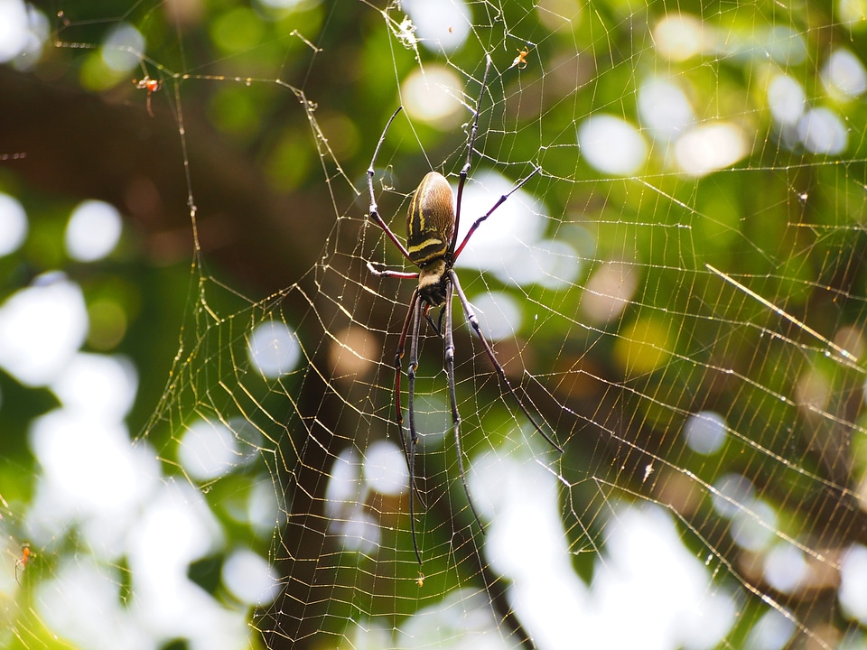 Hunting sit back and wait nephila pilipes