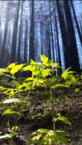 Fairy Bells are a hopeful contrast at Devils Rest Trail in the burned area May 3, 2018, photo by US Forest Service Public Affairs Specialist Lillian Palmer.