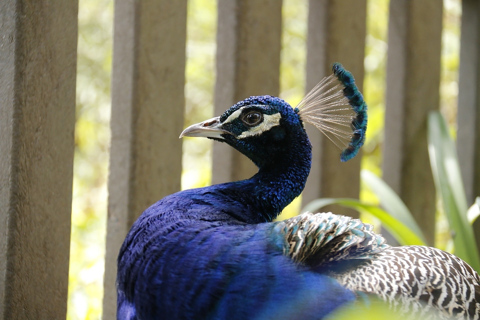 Bird royals long neck